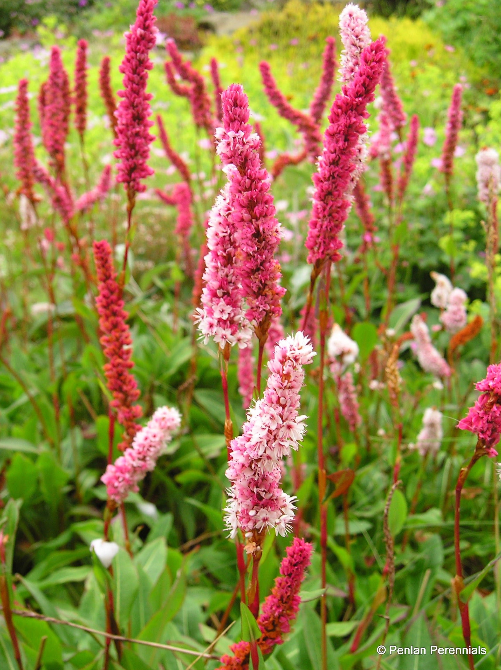 rådgive stimulere vil beslutte Persicaria affinis 'Darjeeling Red' – Penlan Perennials Nursery