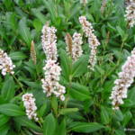 Persicaria affinis 'Superba'