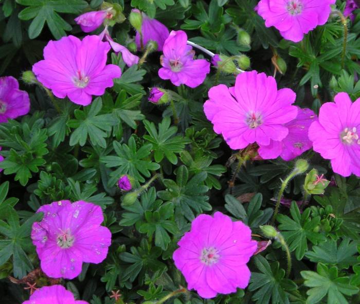 Geranium sanguineum 'Max Frei'