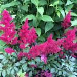 astilbe-spinell