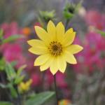 Helianthus 'Lemon Queen'