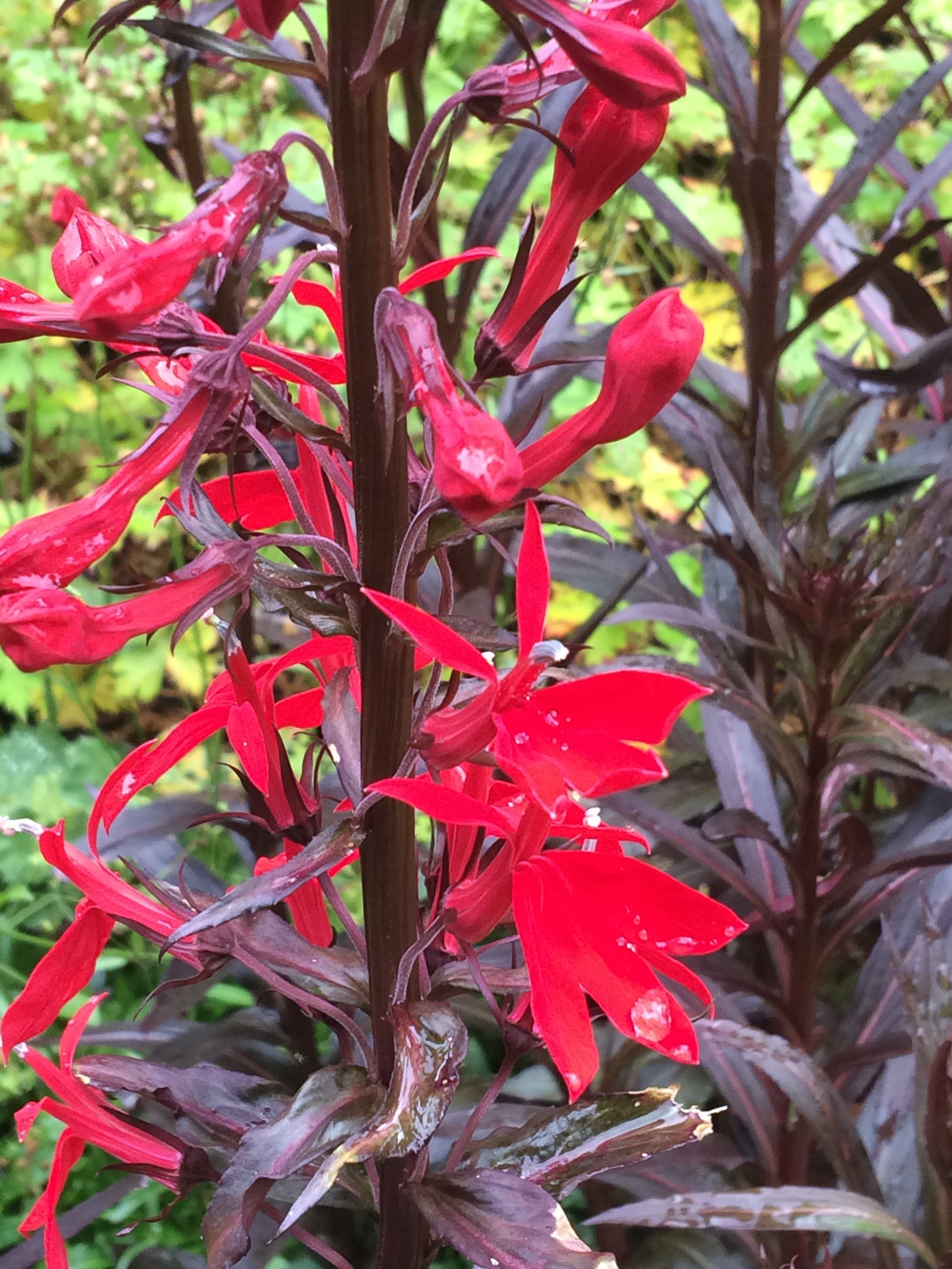 Lobelia cardinalis ‘Queen Victoria’ Penlan Perennials