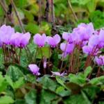 cyclamen-hederifolium