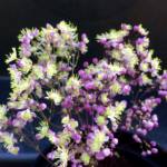 thalictrum-anne