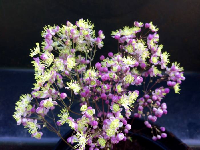 thalictrum-anne