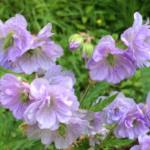 geranium-pratense-cloud-nine