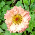 geum-cosmopolitan