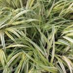 hakonechloa-macra-aureola