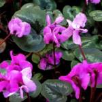 cyclamen-coum