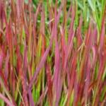 imperata-cylindrica-rubra