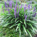 liriope-muscari-big-blue