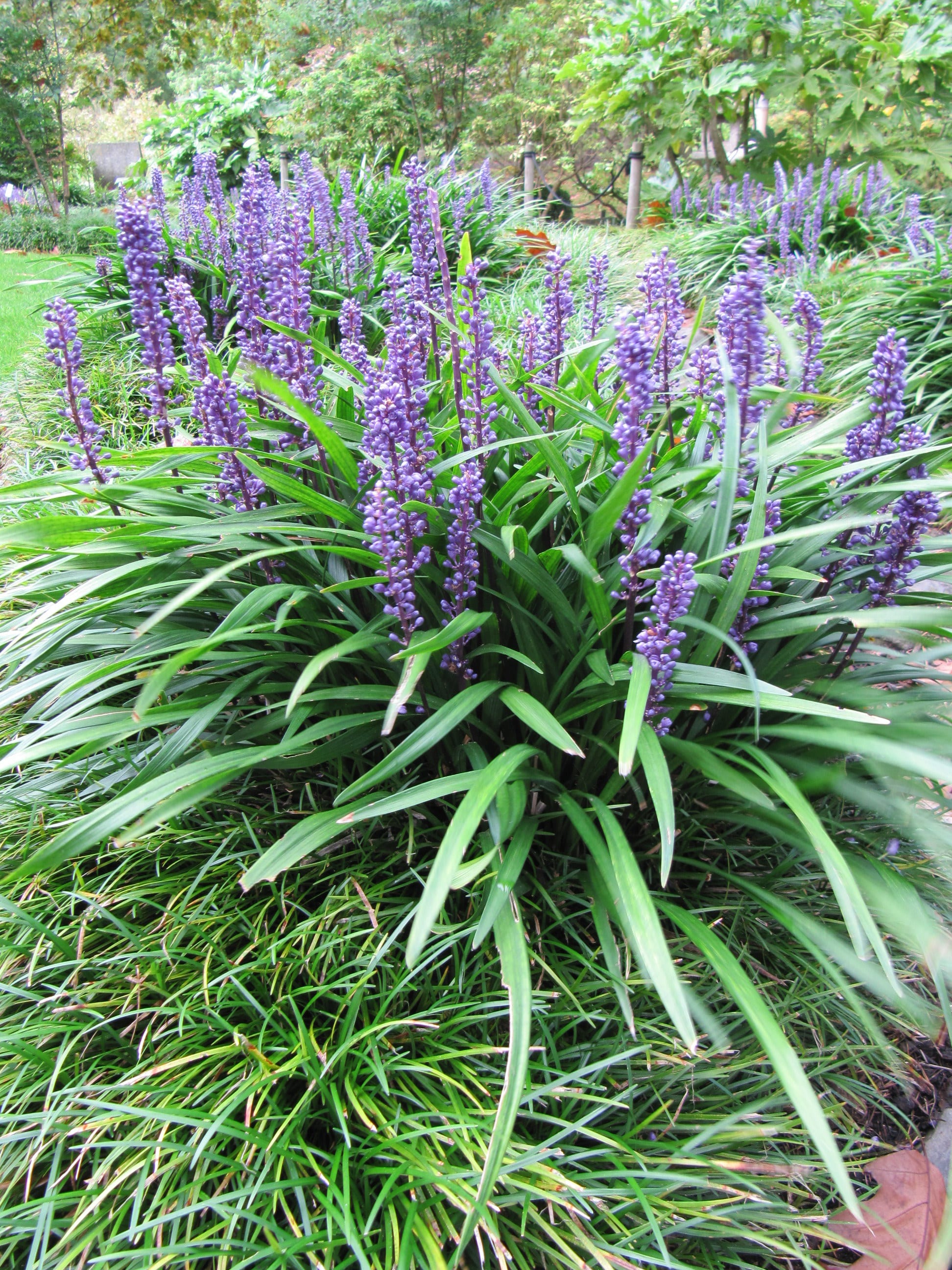 Liriope muscari Penlan Perennials Nursery