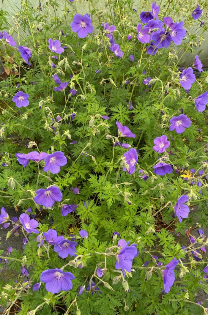 Geranium 'Orion'