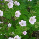 geranium-sylvaticum-bakers-pink