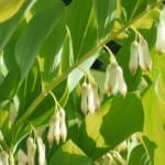 polygonatum-x-hybridum