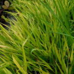 hakonechloa-macra-beni-kaze