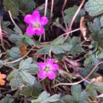Geranium 'Orkney Cherry'