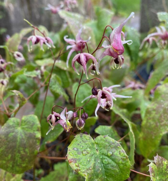 Epimedium 'Domino'