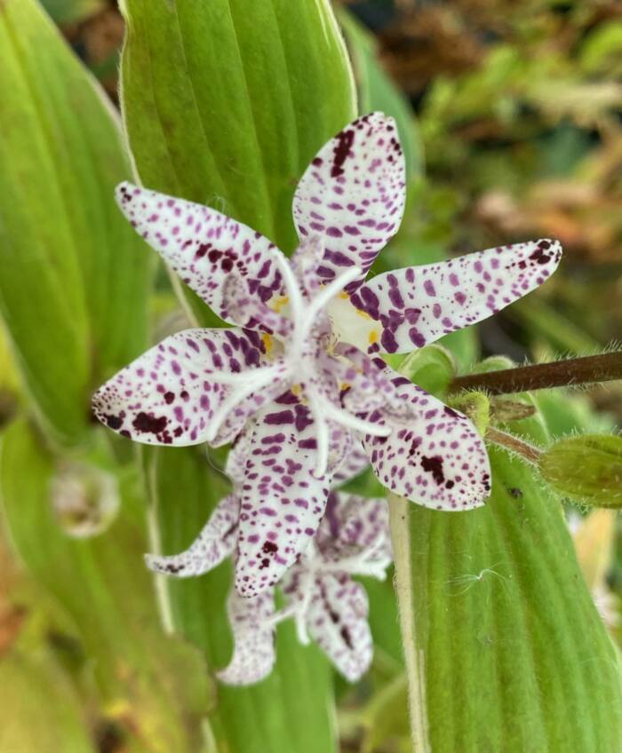 Tricyrtis hirta 'Albomarginata' (Toad Lily)